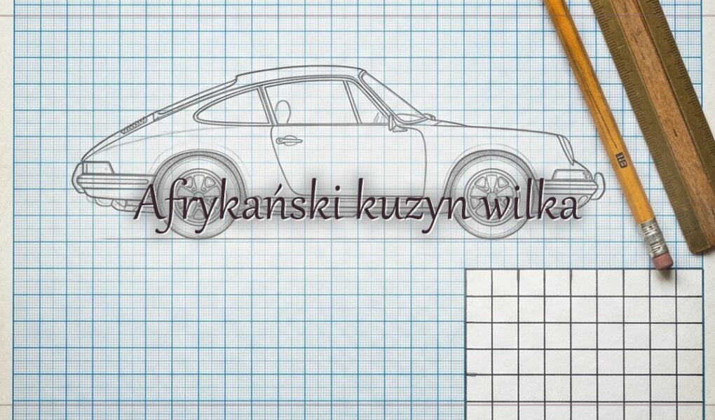 Afrykański kuzyn wilka