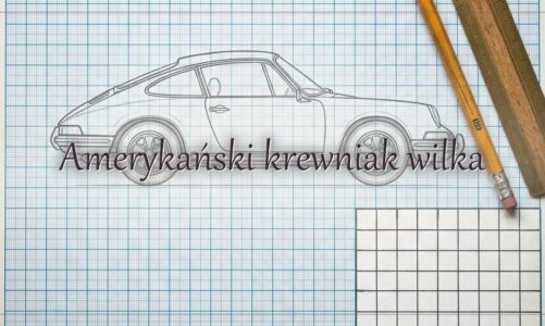 Amerykański krewniak wilka