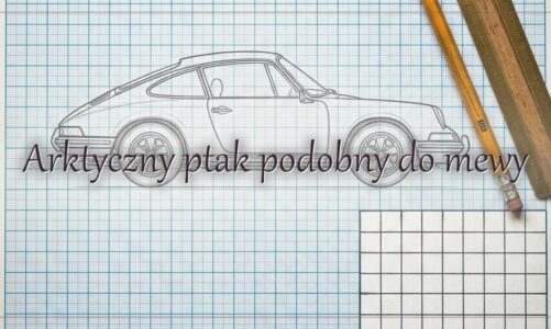 Arktyczny ptak podobny do mewy – hasło do krzyżówki