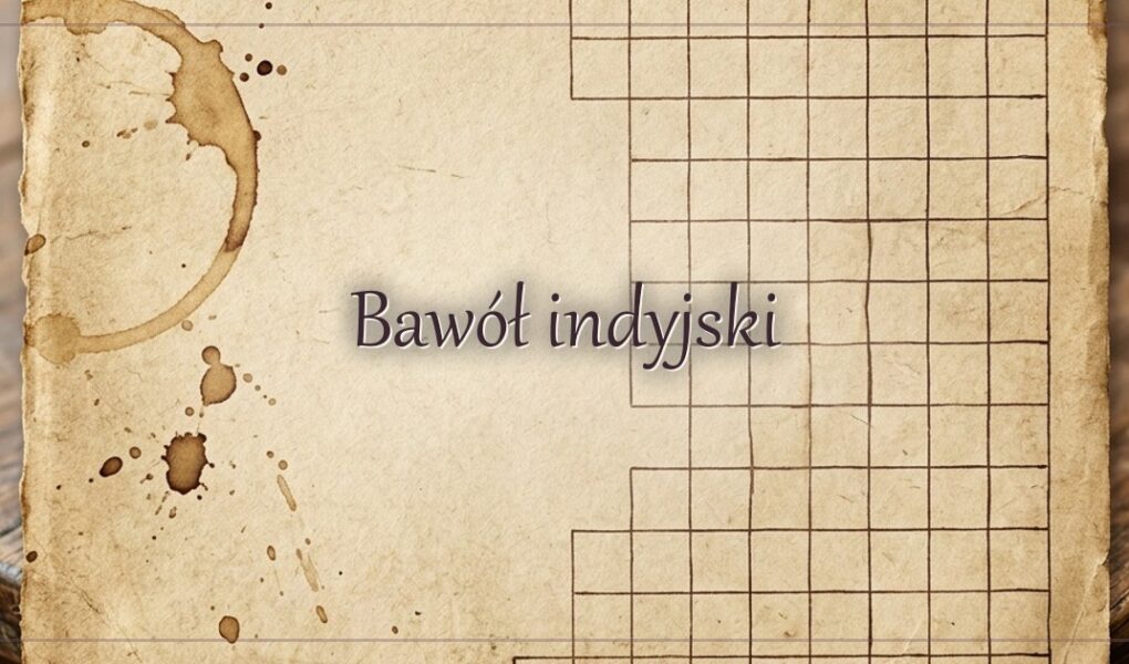 Bawół indyjski