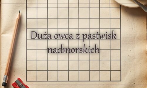 Duża owca z pastwisk nadmorskich