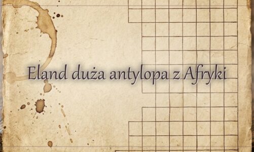 Eland duża antylopa z Afryki