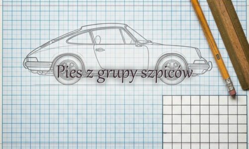 Pies z grupy szpiców – hasło do krzyżówki