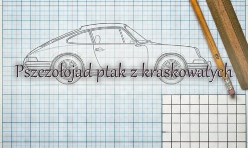 Pszczołojad ptak z kraskowatych
